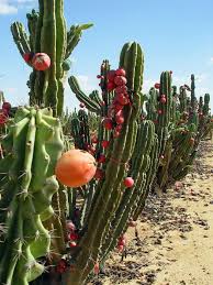 There are about 2000 types of cacti. Pin On Beautiful Flowers And Plants