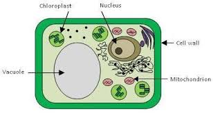 But in some ways they are different from animal cells and the cells of other eukaryotes. The Picture Below Shows A Diagram Of A Plant Cell In Which Cellular Structure Is Food Produced In Brainly Com