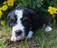 Find bernedoodle puppies for sale and dogs for adoption. 10 Bernedoodle Puppy Puppies Dogs For Sale Ideas Bernedoodle Puppy Bernedoodle Dogs For Sale