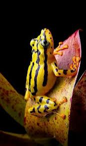 Black And Yellow Spotted Frog Pin By Marty Cutten On Cool Stuff Amphibians