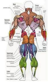 They do everything from pumping blood throughout but smooth muscles are at work all over your body. Body Muscle Diagram And Names Major Muscles Of The Body With Their Common Names And 2016 Prathama Raghavan
