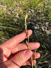 Image result for Tetraria