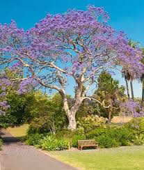 It thrives in full sun in zone 9. Flowering Trees Top 13 Picks For Residential Gardens Garden Design