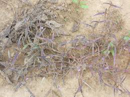 Image result for Cyanotis longifolia