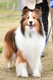 Shetland Sheepdog Energetic And Playful Shetland Sheepdog Puppies Dog Breeds Sheltie Dogs
