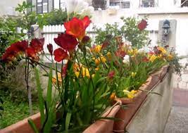 Freesia Planting And Growing Indoors Or Out Hi Spring