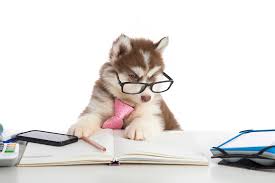 Check spelling or type a new query. Pet Financing Compare Veterinary Loans Payment Plans