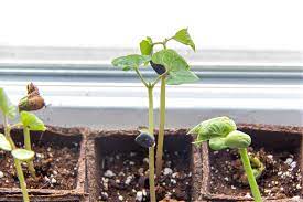 We did not find results for: How To Grow Beans From Dried Store Bought Beans