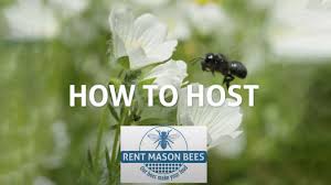 Finally, there is the phacelia flower. Bee Rental Program Brings Together Gardeners And Farmers To Make More Food