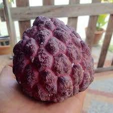 Gumpalan ini sering muncul karena infeksi bakteri. Laman Herba Nona Kampung Buah Merah Ungu Anak Pokok Dari Facebook
