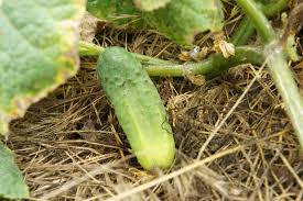 Image result for mildew on cucumbers
