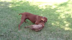 A4829423 zeus | rhodesian ridgeback pit bull mix. Boxer Mastiff Pitbull Mix Shefalitayal