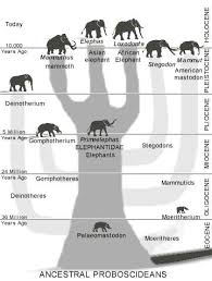 African Elephant