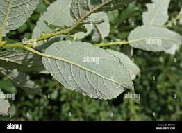 Image result for Goat Willow