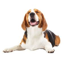 Allpetsmedicalcenter has the lowest google pagerank and bad results in terms of yandex topical citation index. Veterinarian In Bourne Vet Near You All Pets Medical Center