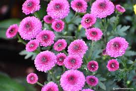 Pin On A Z Flowers With Detailed Information