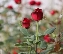 Jual Tanaman Mawar Merah Tanpa Duri - BibitBunga.com