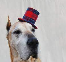 Tiny Top Hat For Dogs Red Plaid Gentleman I Say Did You Just Sniff My Bottom Sir Funny Dog Pictures Dog Hat Funny Dog Memes