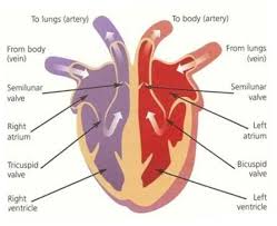 Human Heart Diagram For Kids Health Pictures Human Heart Diagram Heart Diagram Simple Heart Diagram