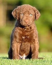 Sehen sie sich ergebnisse an für puppies for sales 12 Chesapeake Bay Retriever Puppy Ideas In 2021 Chesapeake Bay Retriever Chesapeake Bay Retriever Puppy Chesapeake