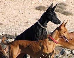 Begin by creating a paper template of the mask and mount it on a sports face mask as a base. Anubis Hound Alternate Species Series Alternative History Fandom