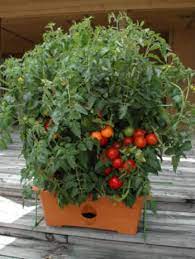 Got Two Of These To Start My Vegetable Garden 2012 In My Small Outdoor Space Here In Nyc Tomato Planter Tomato Garden Container Gardening