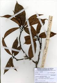 Image result for Rhynchosia nyasica