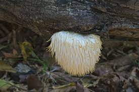 Since one of the health benefits of lion's mane mushroom is supporting good, overall cellular health, consuming it will make it easier for your body to efficiently produce and manage energy. Lion S Mane Nootropics Expert