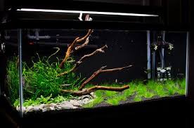 Beberapa spesies lumut air tawar yang mudah ditanam, di antaranya, adalah java moss, willow moss, dan water wisteria. Java Fern Panduan Cara Memelihara Yang Simple