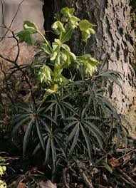 Wildstauden Waldrand Naturnaher Garten Garten Gartenbau
