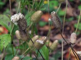 Image result for Viscum cylindricum