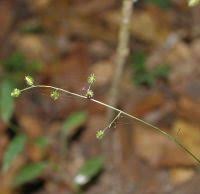 Image result for Pseudechinolaena polystachya