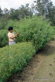 Image result for Sesbania keniensis