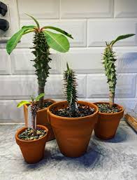 Image result for Euphorbia jubata