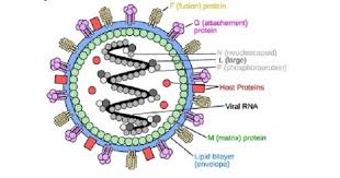 Nipah virus outbreaks in bangladesh. Nipah Virus Www Medicoapps Org