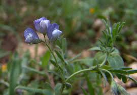 Image result for Lens culinaris