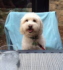 After a few weeks of watching Skipper struggle to breathe I decided it was  time for him to transition. So