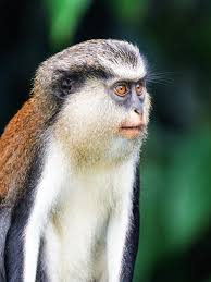 🇬🇩 A must-do if you visit Grenada, the GRAND ETANG NATIONAL PARK. • Shot 