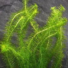 Image result for Najas