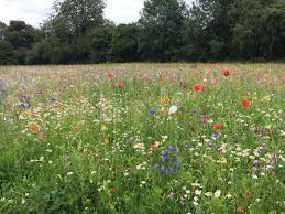 Allesley Park Wildflower Meadow Wild Flowers Coventry City Favorite Places