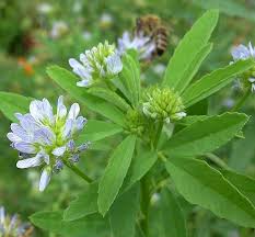 Image result for Trigonella