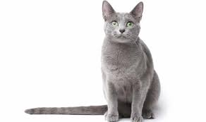 Als russisch blau wird eine rasse der hauskatze bezeichnet. Russisch Blau Rassekatze Vom Zuchter Oder Katze Aus Dem Tierheim Tierheim Verzeichnis