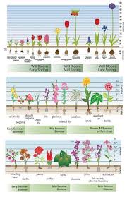 Pin On Gardening
