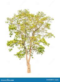 Image result for Pterocarpus indicus