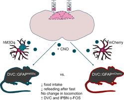 When within range of the composition, forcibly draws the victim towards itself, making them cut their wrist in an attempt to finish it using their own blood. Regulation Of Food Intake By Astrocytes In The Brainstem Dorsal Vagal Complex Macdonald 2020 Glia Wiley Online Library