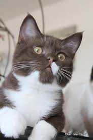 Votre recherche de dictons : Ivanhoe Du Bois D Argent Chat De Race Toutes Races En Tous Departements France Inscrit Sur Chats De France