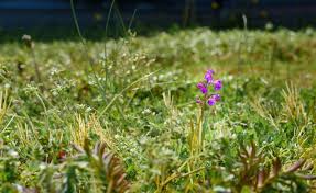 Build crud in fewer lines of code for laravel orchid. Uk First As A Rare Orchid Suddenly Appears Growing On An Islington Council Rooftop