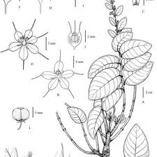 Image result for Phyllanthus hutchinsonianus