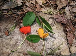 Image result for Helicteres