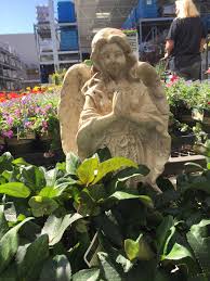 Knock out rose 1.5 gal. Just Exchanged My Spirit Orbs At Lowes Garden Section Breath Of The Wild